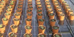 Tela antihierba: impide el crecimiento de malas hierbas