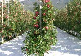 en las hileras de huertos TENAX COVER PRO blanco refleja la luz del sol y realiza una acción forzada en la maduración de la fruta