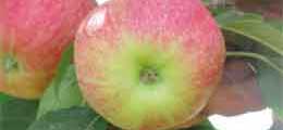 Fruta madurada sin utilizar el paño TENAX para acolchado blanco. Fruta madurada sin utilizar el paño TENAX para acolchado blanco