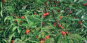 malla anti-pajaros, para la proteccion de árboles frutales y viñedos