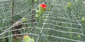 Rede de suporte à floricultura para cultivar flores cortadas