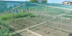 Malla antigranizo para utilizzar sobre el túnel de cultivo e invernaderos, para árboles frutales y viñedos