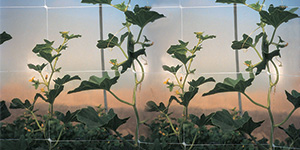 Malla para horticultura, malla trepadoras, mejora la calidad de las hortalizas