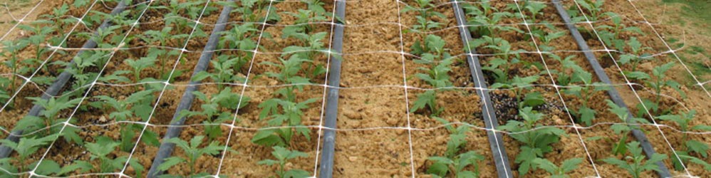 Malla de suporte para floricultura, malla para cultivo de flores cortadas